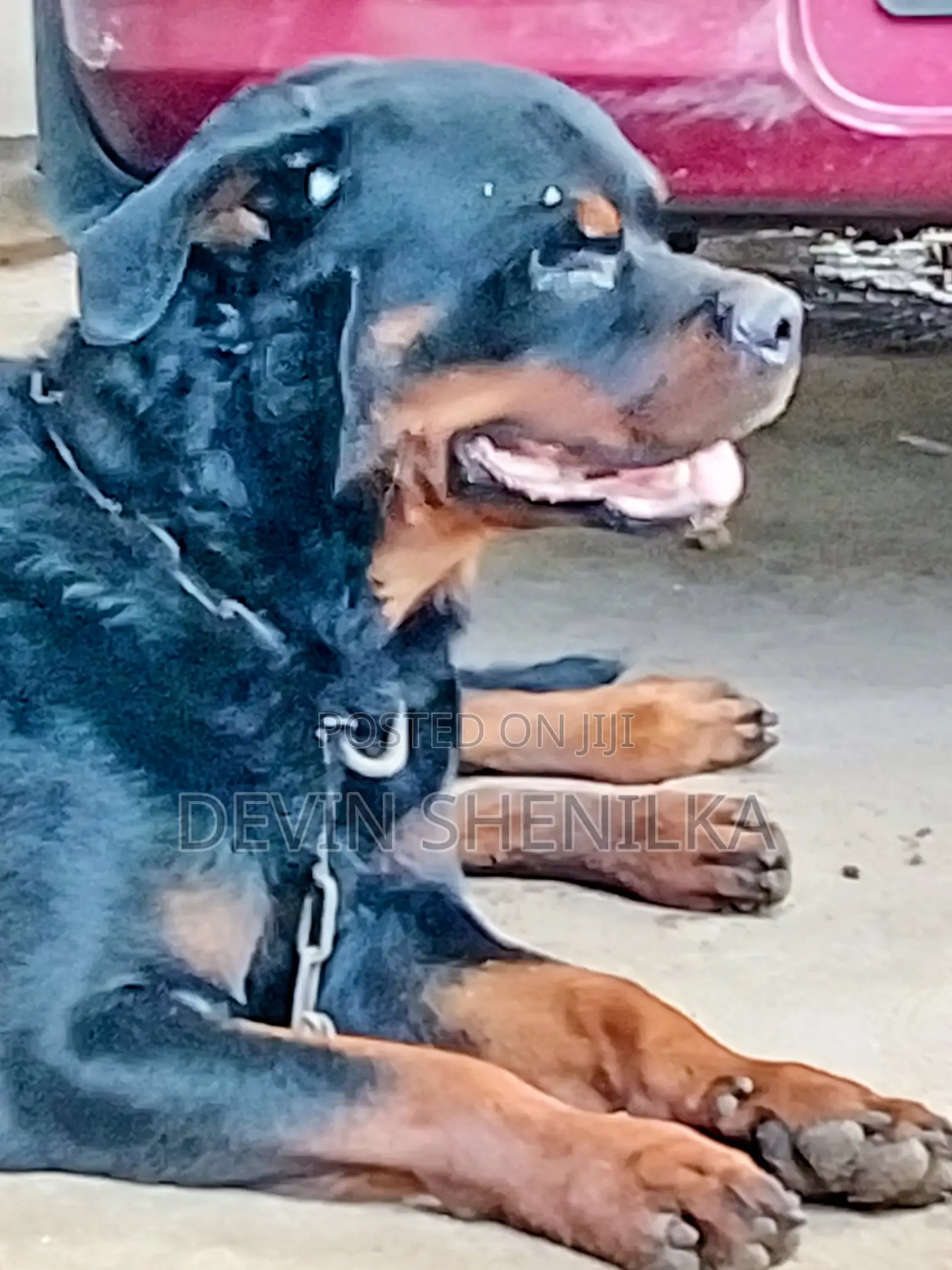 1+ year Male Purebred Rottweiler