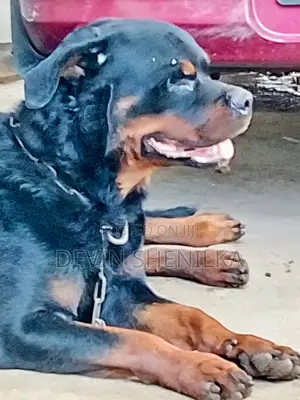 1+ year Male Purebred Rottweiler