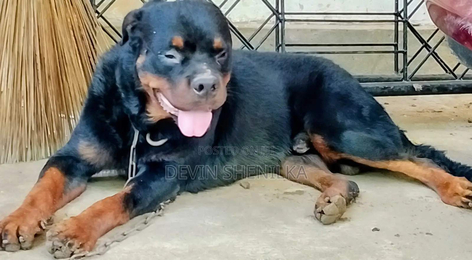 1+ year Male Purebred Rottweiler
