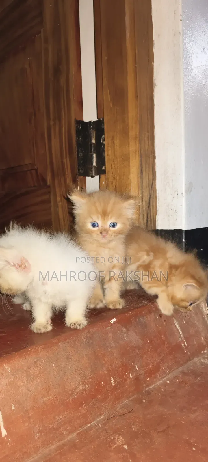 0-1 month Male Mixed Breed Persian