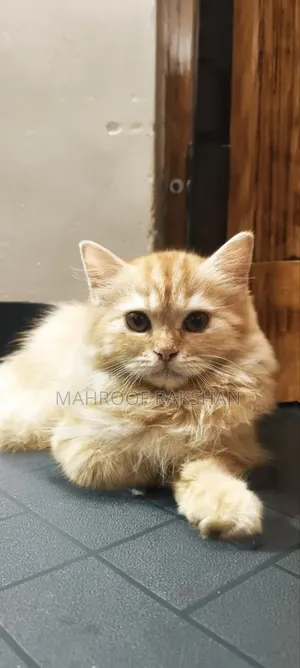 0-1 month Male Mixed Breed Persian