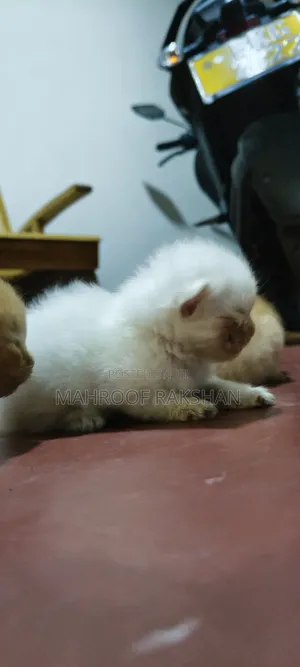 0-1 month Male Mixed Breed Persian