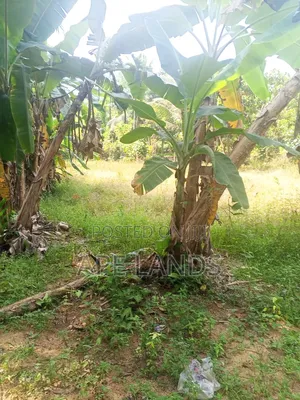 Land for Sale in Bope