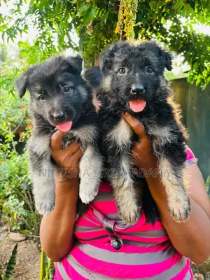 0-1 month Male Purebred German Shepherd
