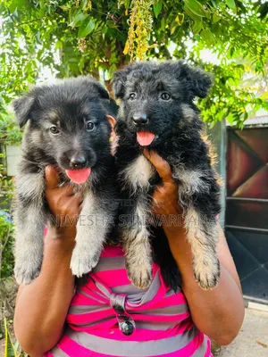 0-1 month Male Purebred German Shepherd