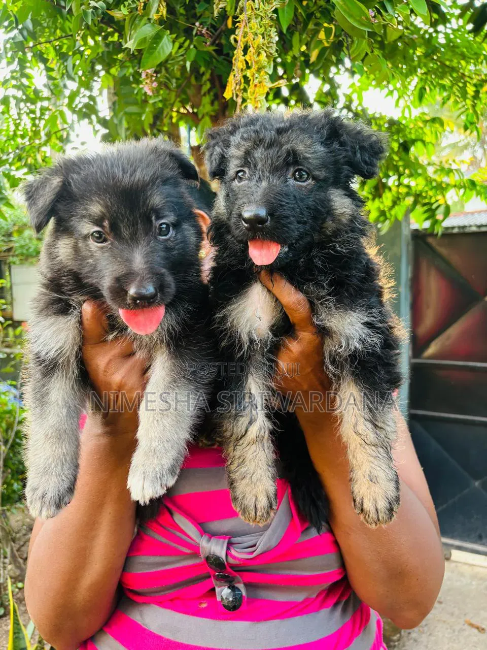0-1 month Male Purebred German Shepherd