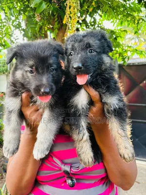 0-1 month Male Purebred German Shepherd