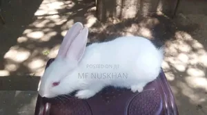Newzeland White Rabbit