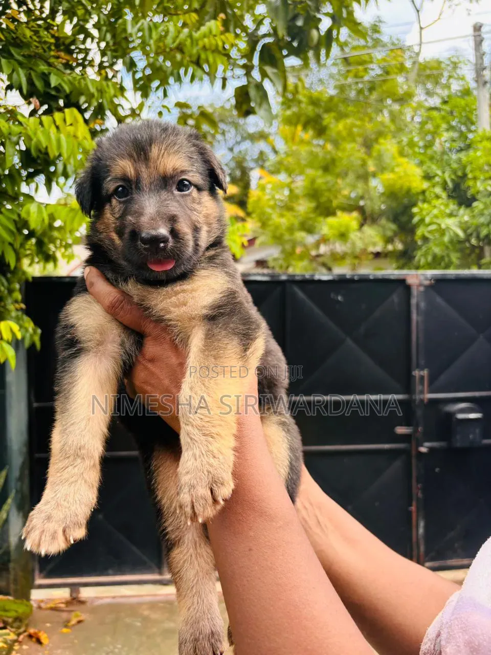 0-1 month Male Purebred German Shepherd
