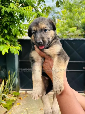 0-1 month Male Purebred German Shepherd