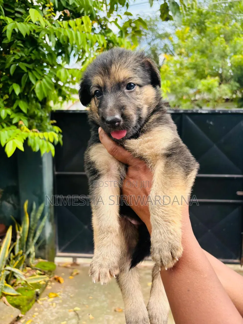 0-1 month Male Purebred German Shepherd