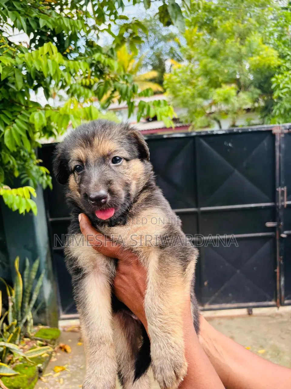 0-1 month Male Purebred German Shepherd