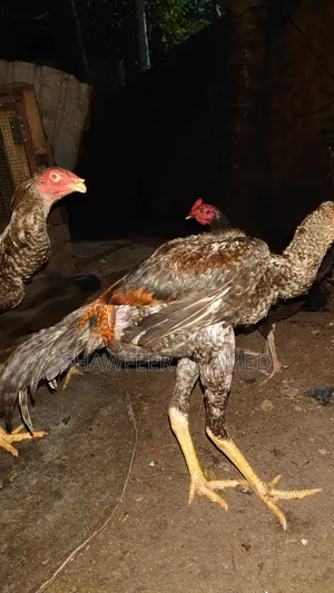 Rooster for Sale