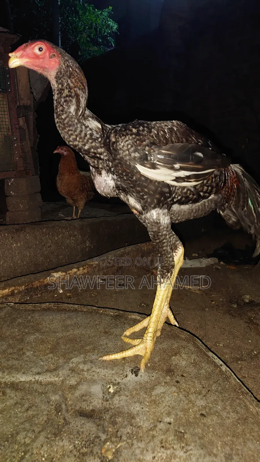 Rooster for Sale