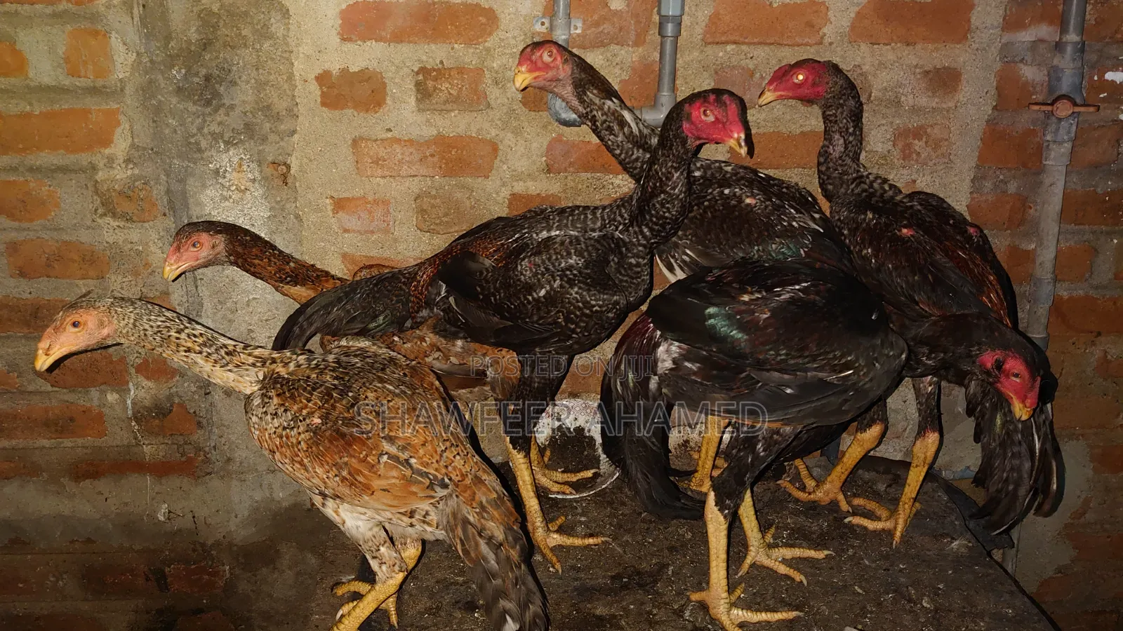 Rooster for Sale