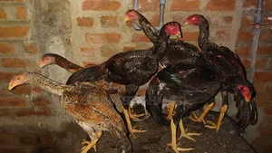 Rooster for Sale