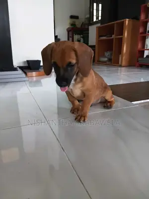 1-3 months Male Purebred Dachshund