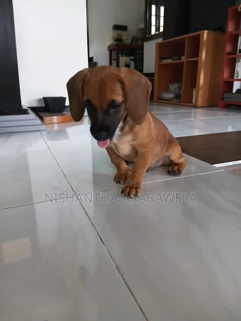 1-3 months Male Purebred Dachshund