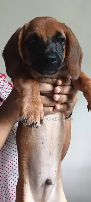 1-3 months Male Purebred Dachshund