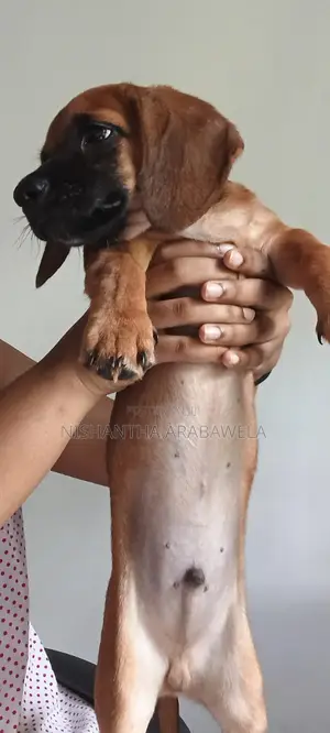 1-3 months Male Purebred Dachshund