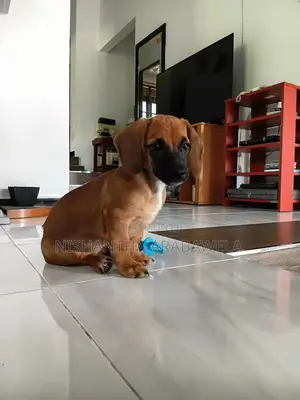 1-3 months Male Purebred Dachshund