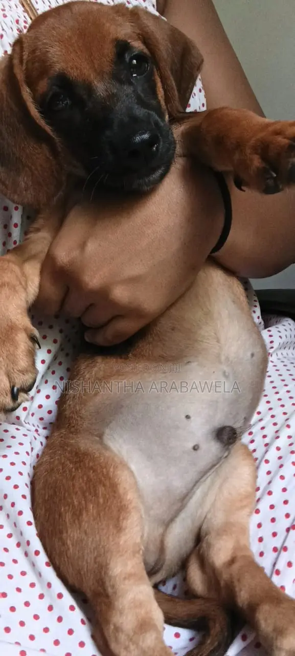 1-3 months Male Purebred Dachshund