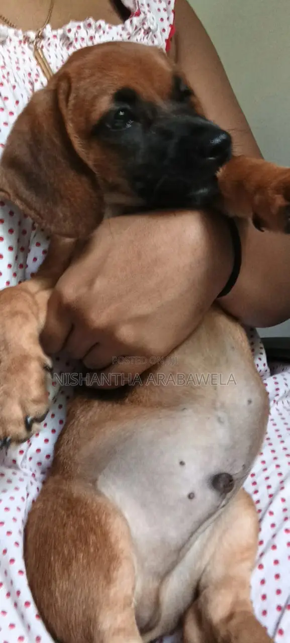 1-3 months Male Purebred Dachshund