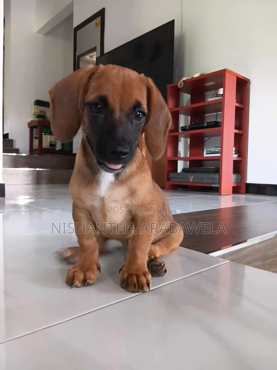 1-3 months Male Purebred Dachshund