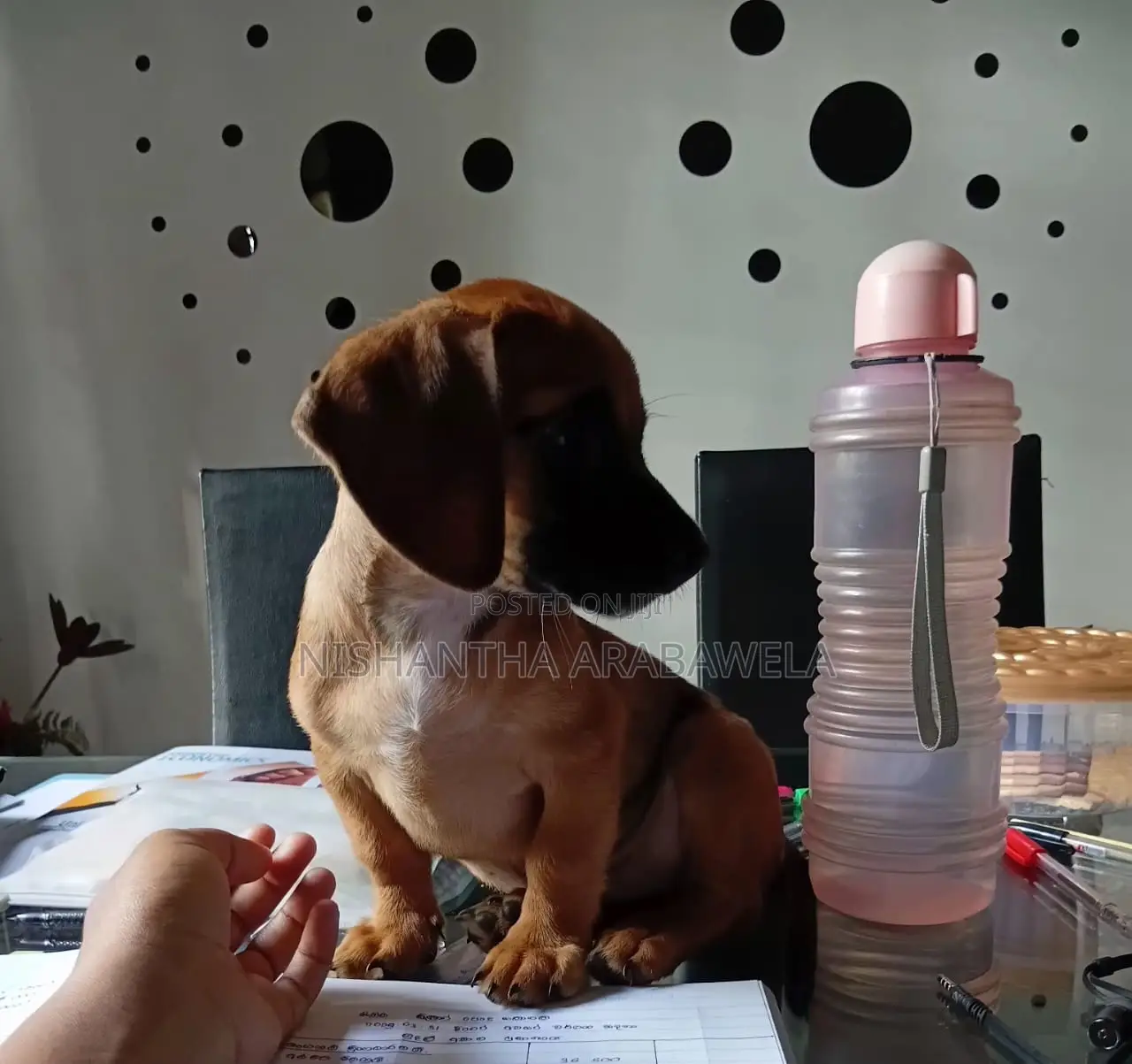 1-3 months Male Purebred Dachshund