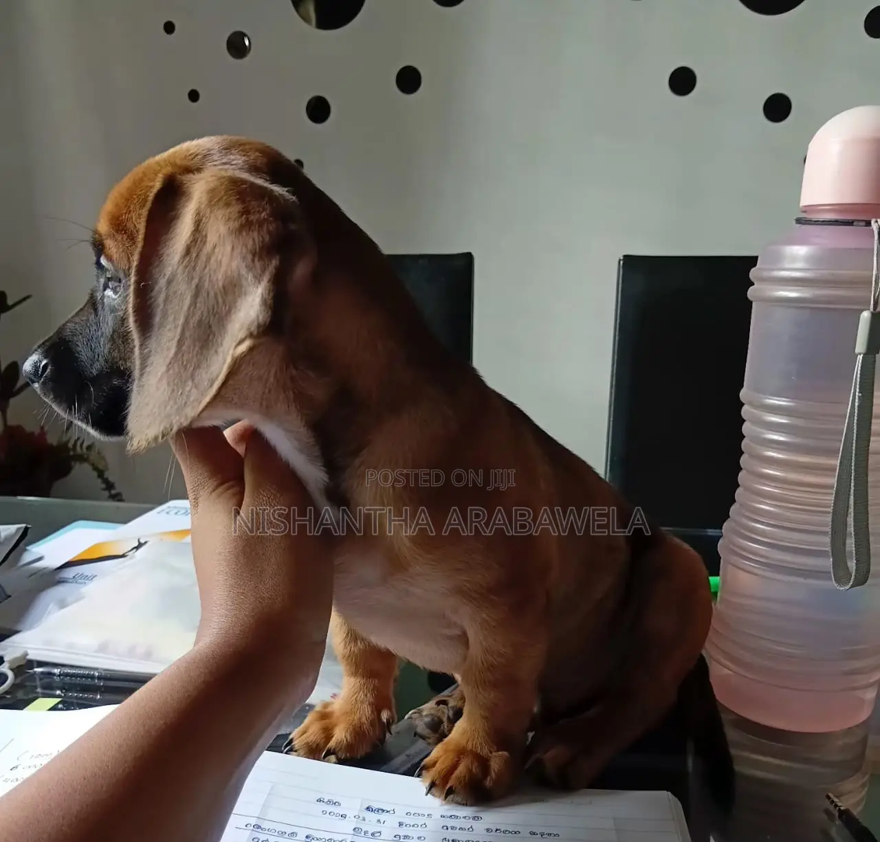 1-3 months Male Purebred Dachshund