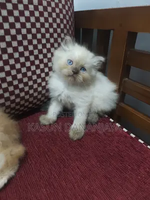 0-1 month Male Purebred Persian