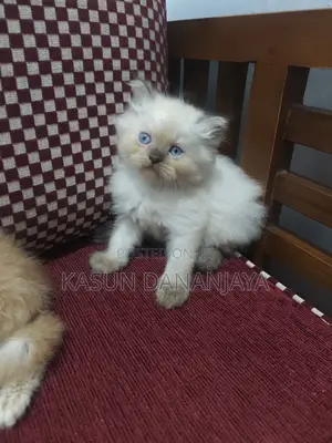 0-1 month Male Purebred Persian
