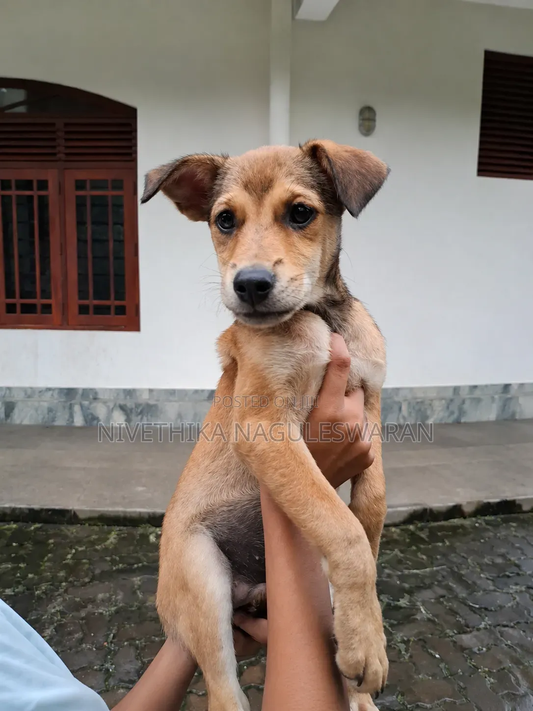 3-6 months Female Mixed Breed Pomeranian