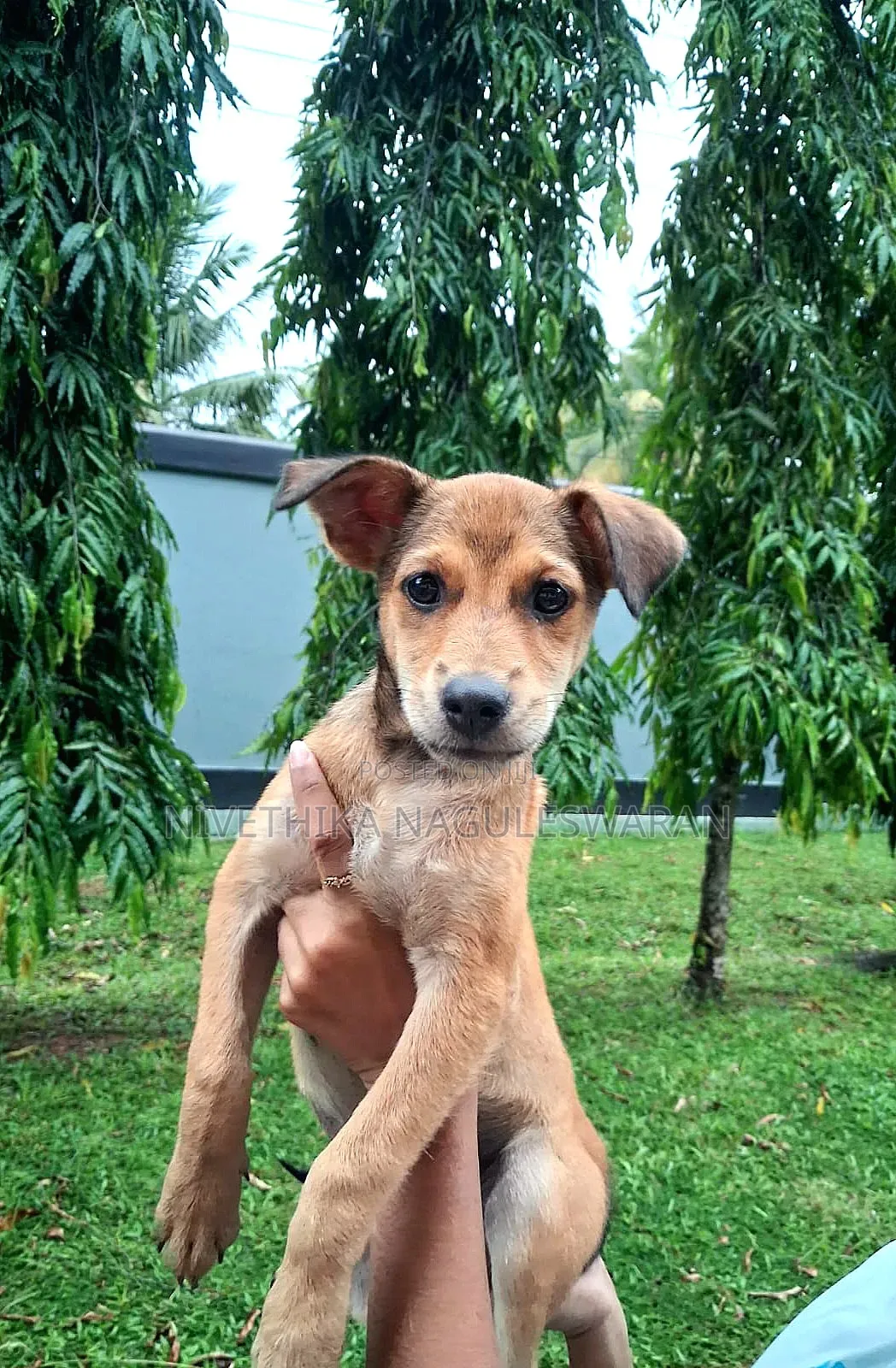 3-6 months Female Mixed Breed Pomeranian