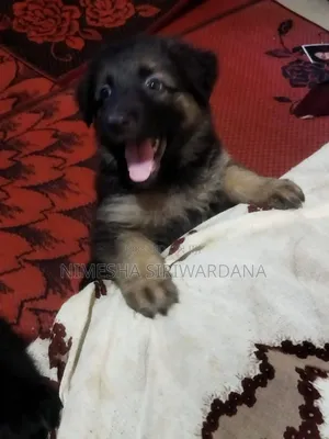 0-1 month Male Purebred German Shepherd