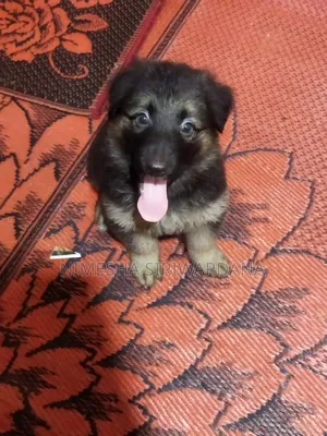 0-1 month Male Purebred German Shepherd