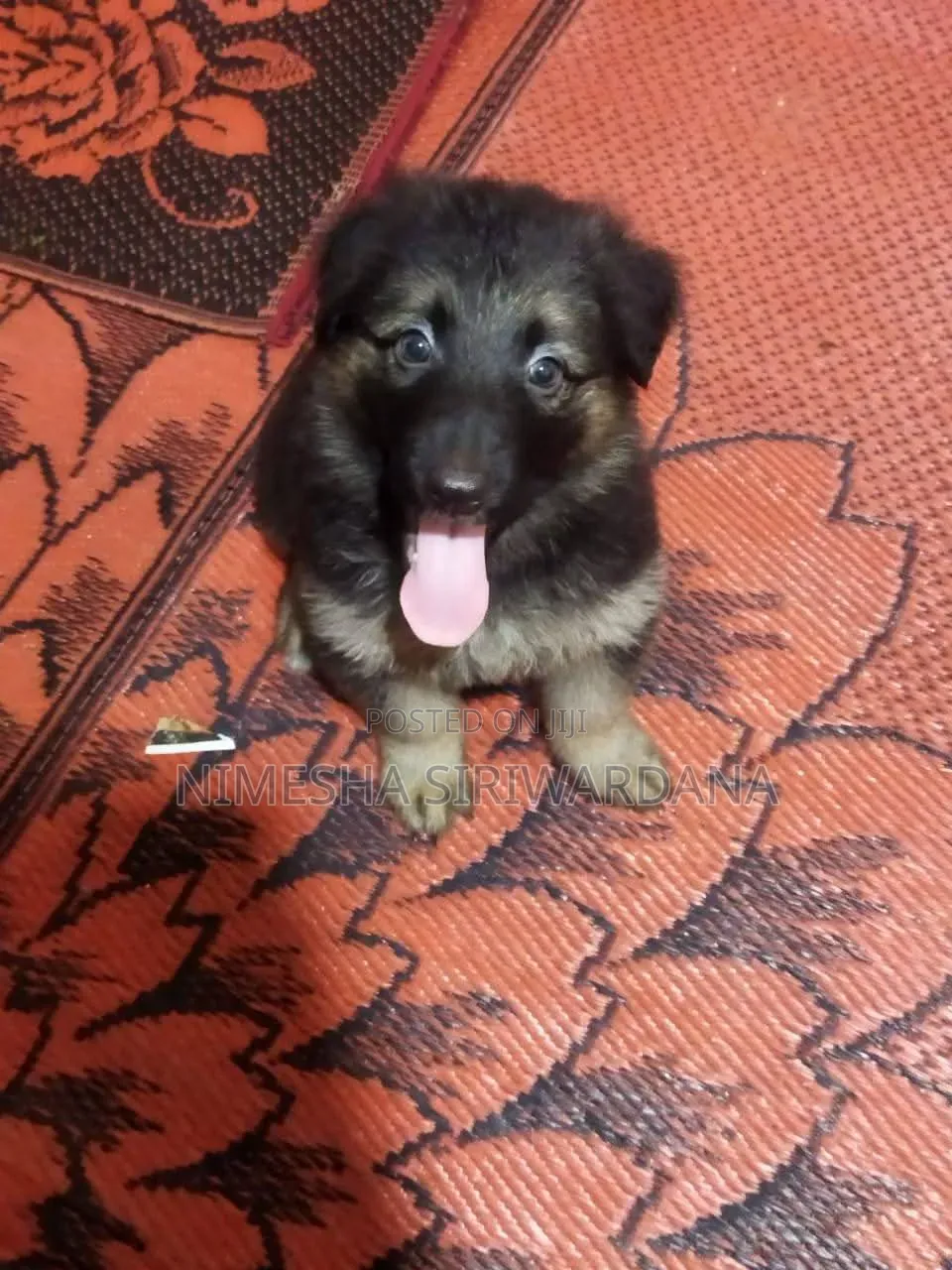 0-1 month Male Purebred German Shepherd