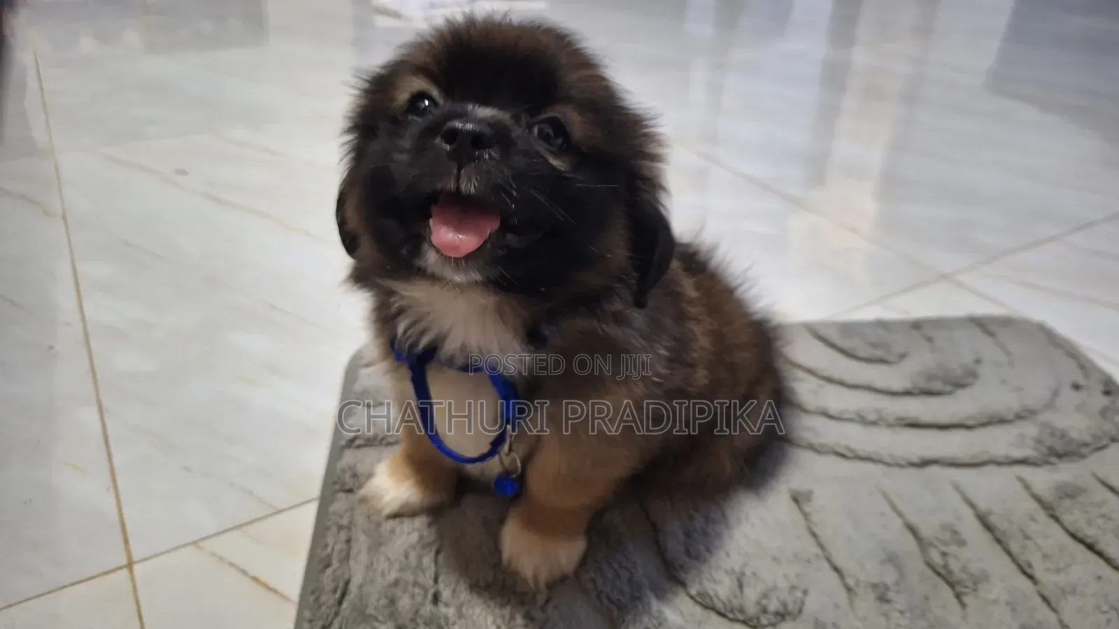 3-6 months Male Mixed Breed Maltese Shih Tzu