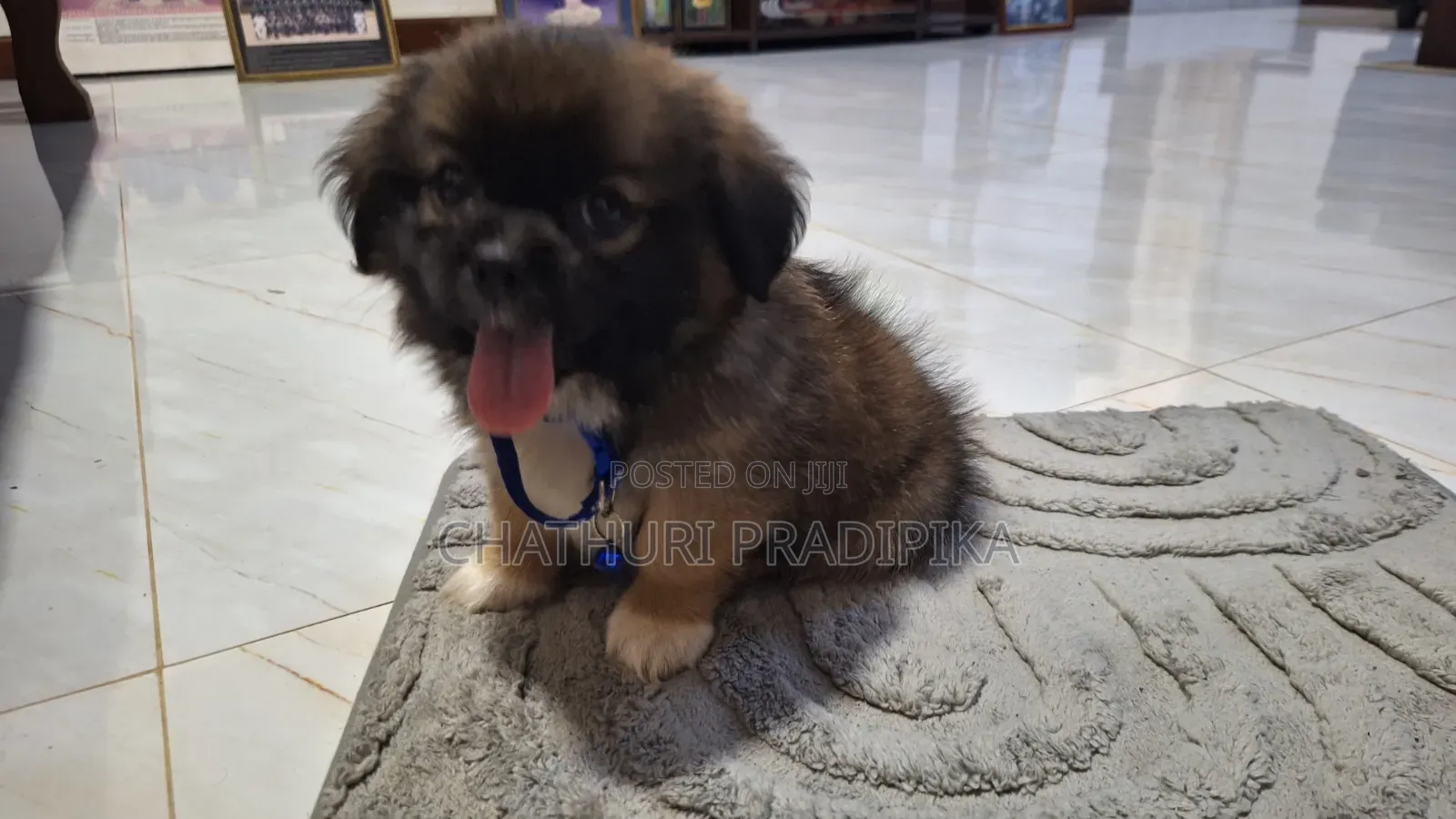 3-6 months Male Mixed Breed Maltese Shih Tzu
