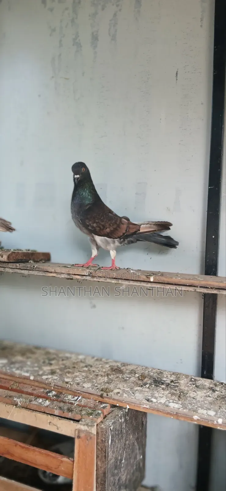 Timeng Pigeon
