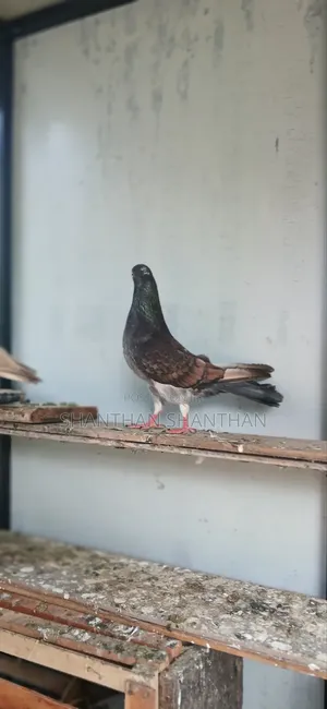 Timeng Pigeon