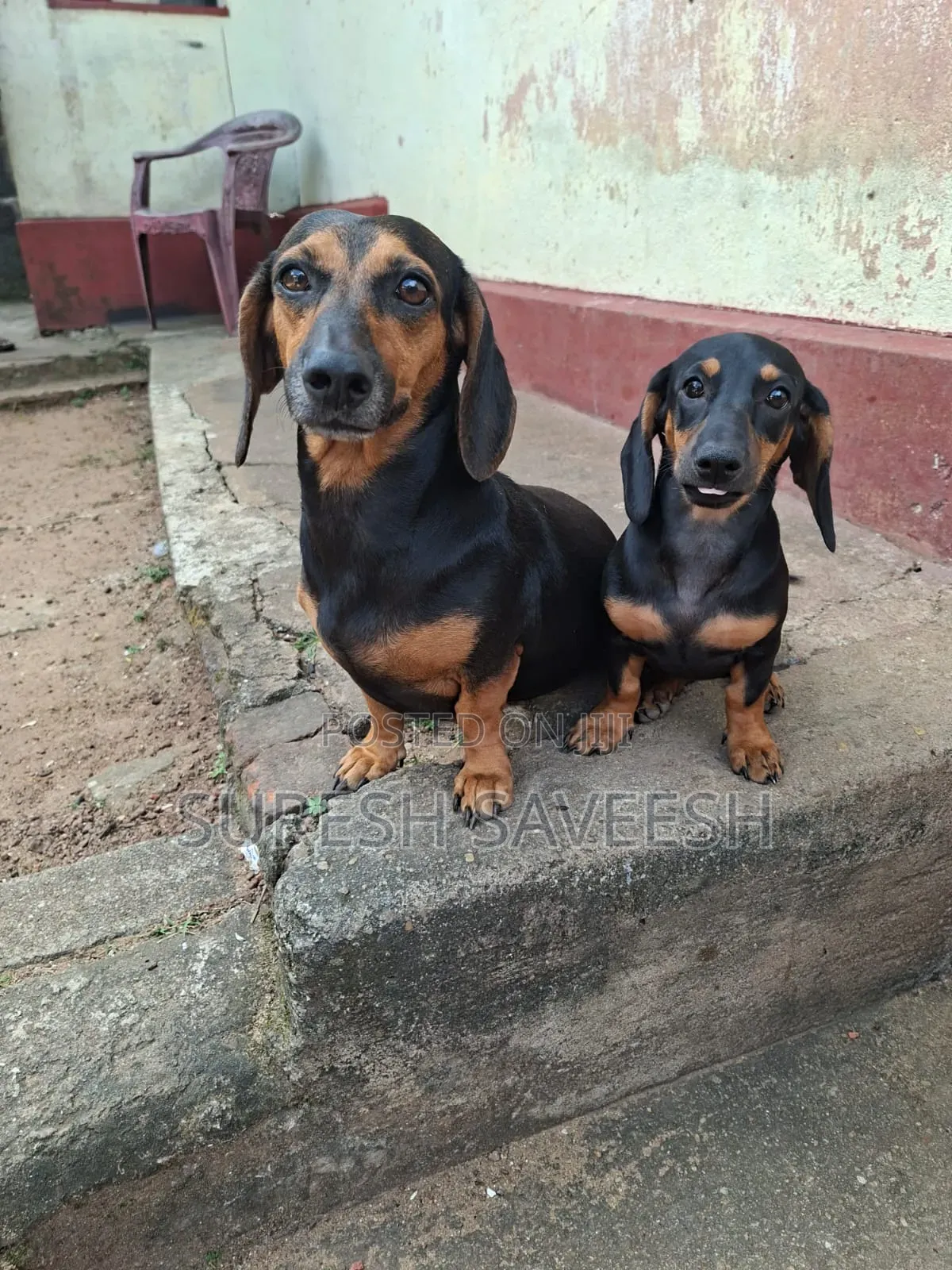 0-1 month Male Purebred Dachshund