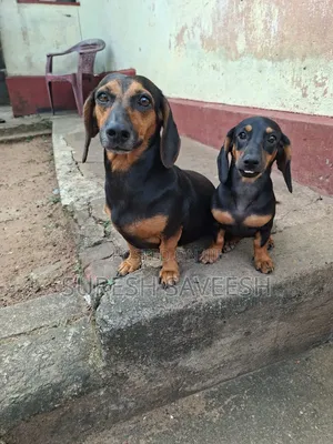 0-1 month Male Purebred Dachshund