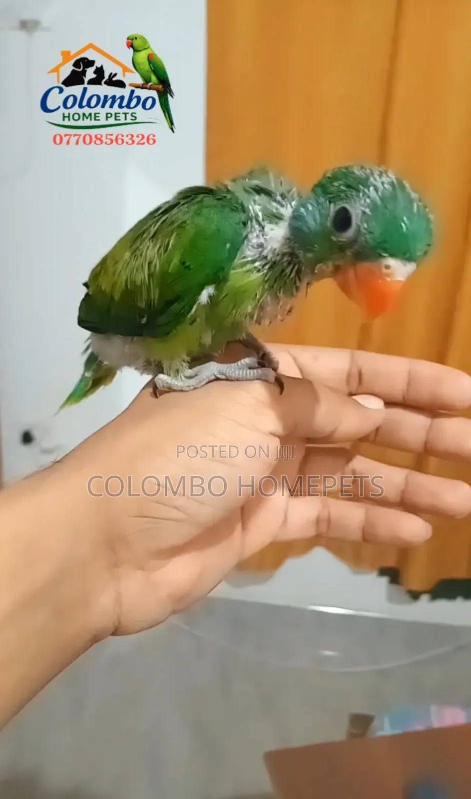 Layard’S Baby Parrot