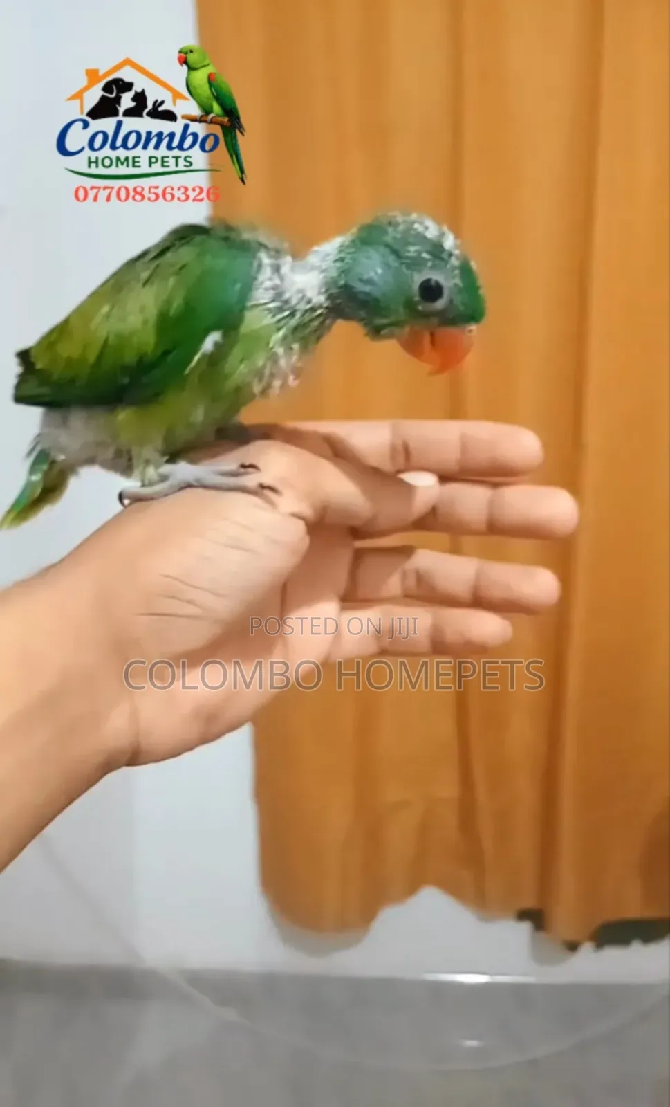 Layard’S Baby Parrot