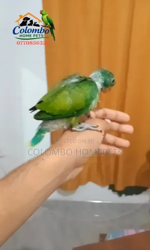 Layard’S Baby Parrot