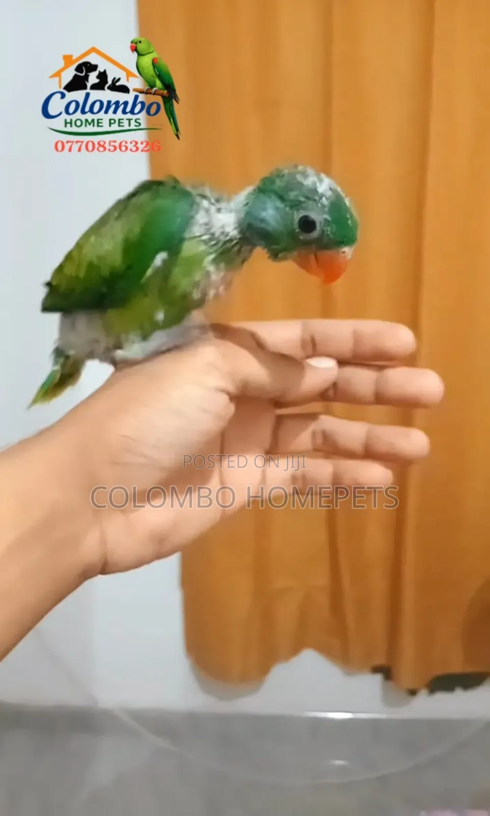 Layard’S Baby Parrot