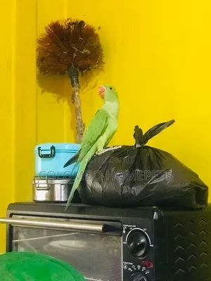 Green Parrot