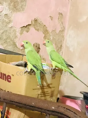Green Parrot