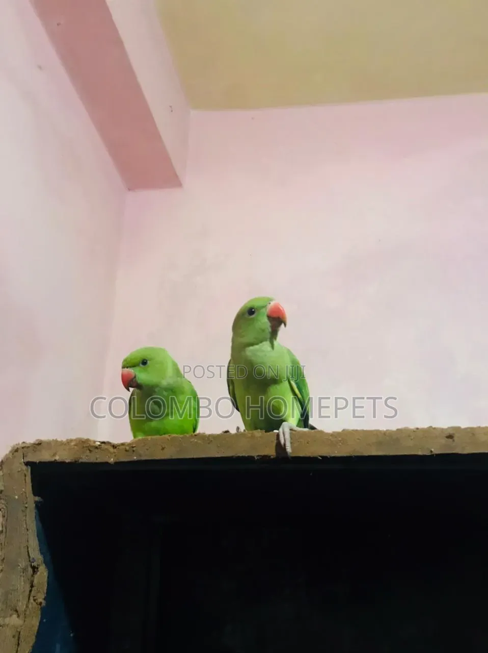 Green Parrot